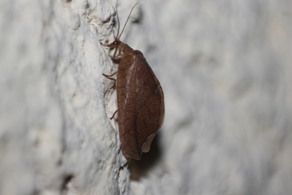 Drepanepteryx phalaenoides