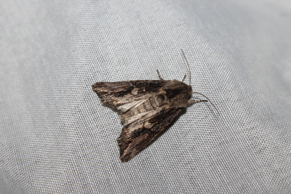 Egira conspicillaris - változékony szürkebagoly