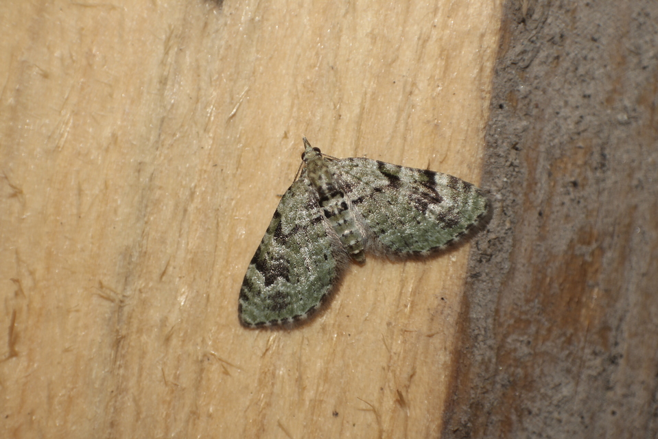Chloroclystis v-ata - zöldes törpearaszoló