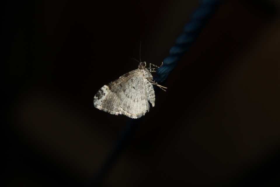 Xanthorhoe fluctuata - közönséges tarkaaraszoló