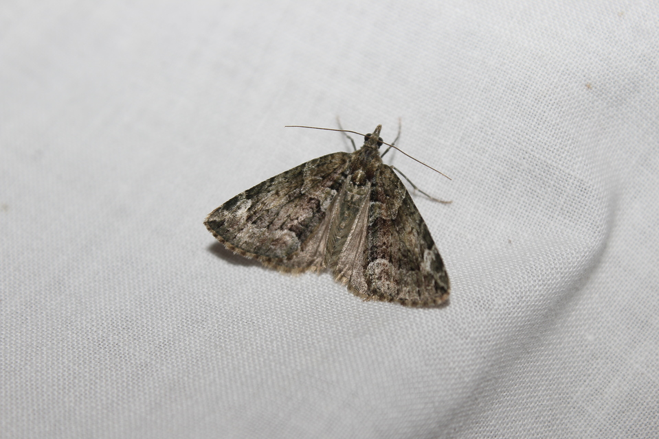 Chloroclysta siterata - salátazöld araszoló