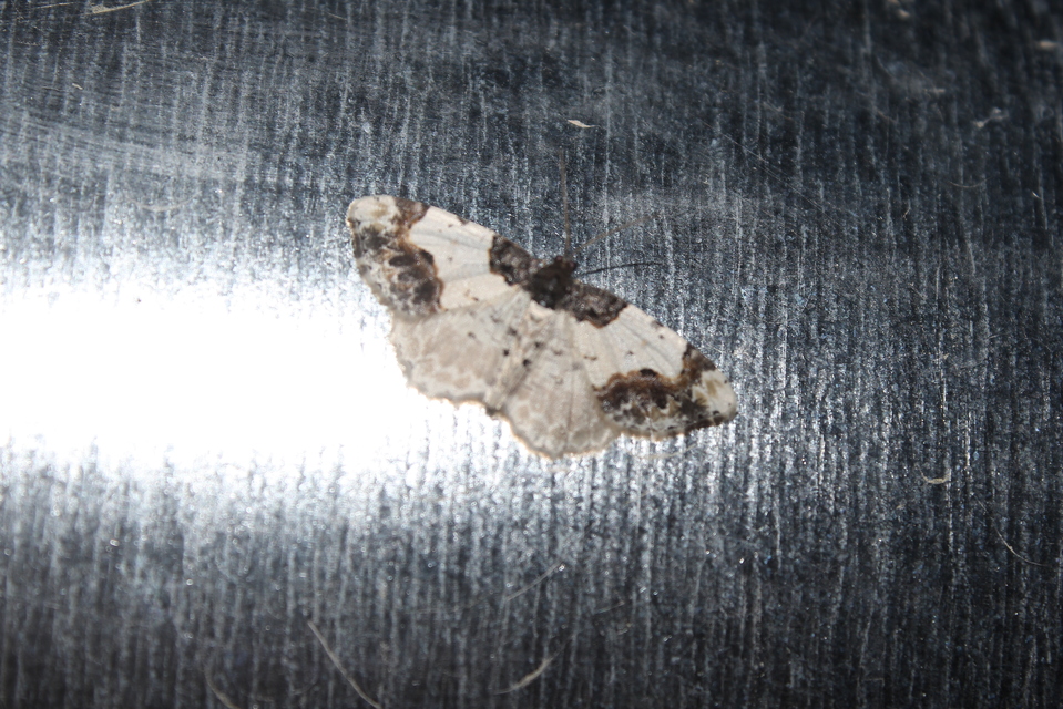 Ligdia adustata - barna levélaraszoló