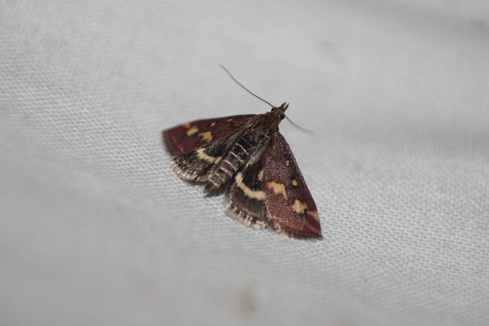 Pyrausta purpuralis - közönséges bíbormoly