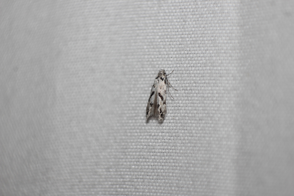 Stenolechiodes pseudogemmellus - molyhostölgyes sarlósmoly