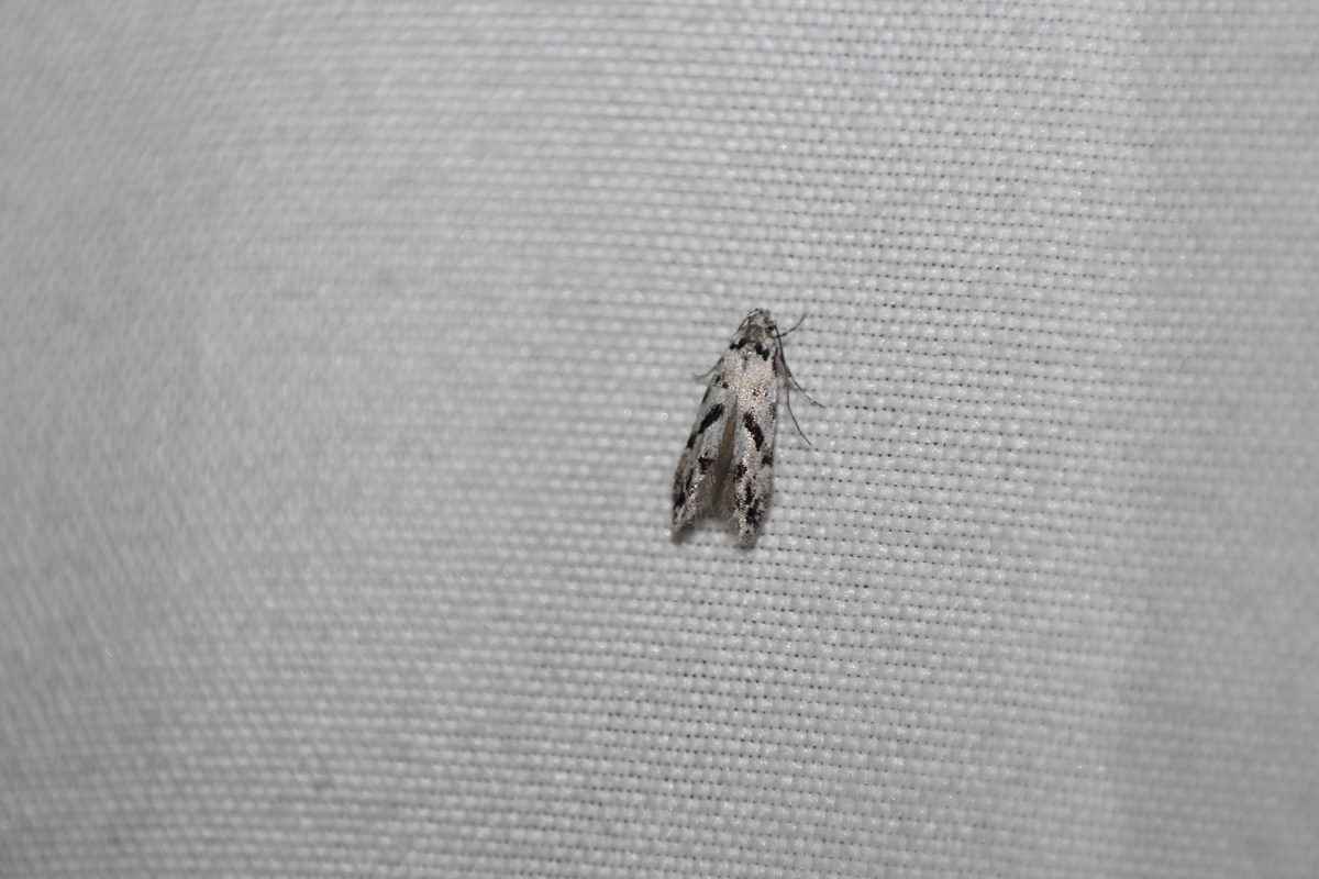 Stenolechiodes pseudogemmellus - molyhostölgyes sarlósmoly