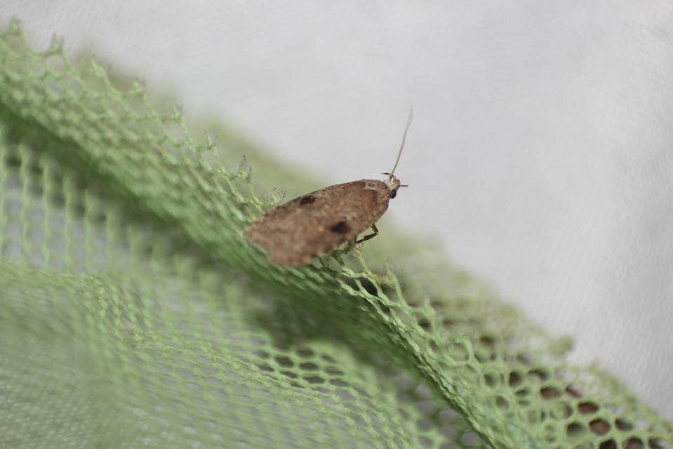 Agonopterix propinquella - aszatrágó laposmoly