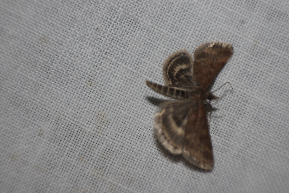 Pyrausta despicata - réti bíbormoly