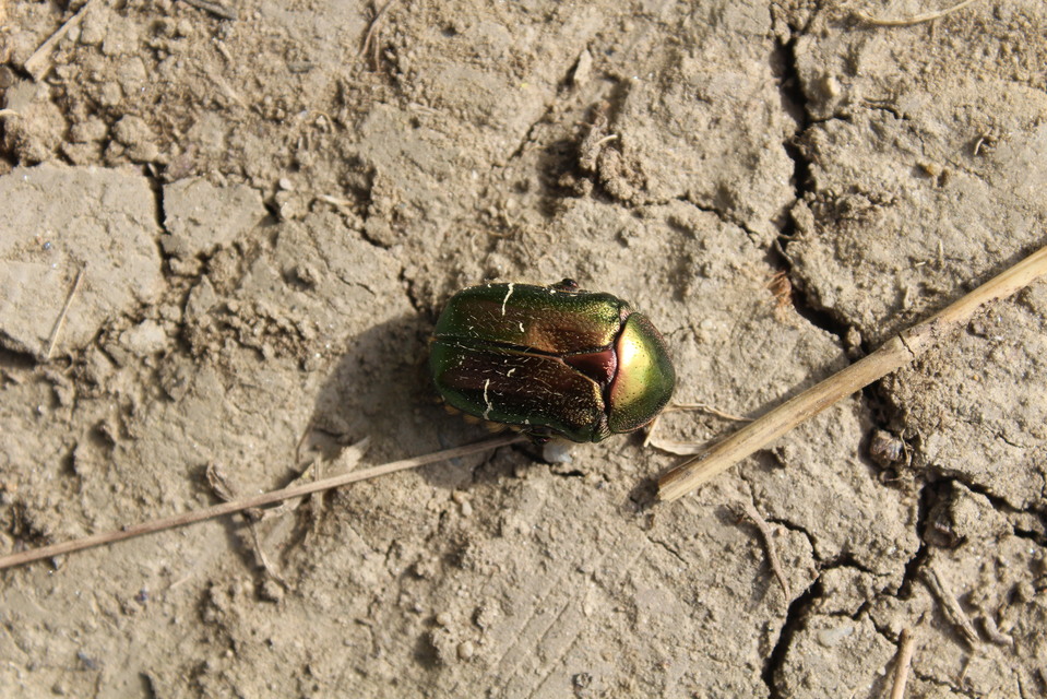 Cetonia aurata - aranyos virágbogár