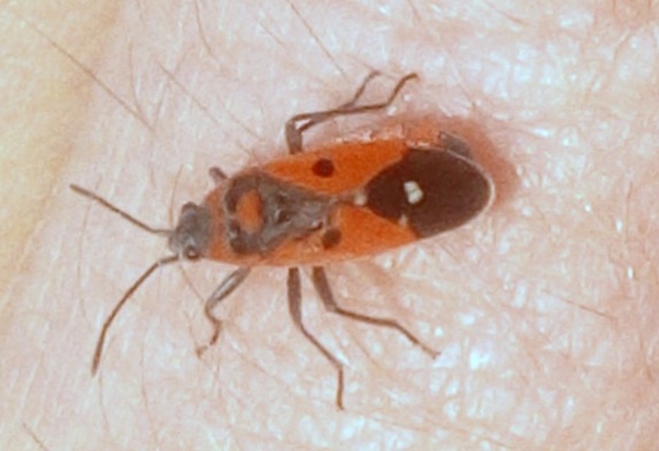 Melanocoryphus albomaculatus - nagy fehérfoltos-bodobács