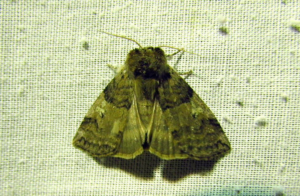 Tethea or - bélyeges pihésszövő