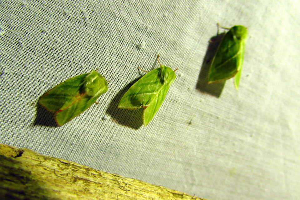Pseudoips prasinana - bükkfa-zöldbagoly