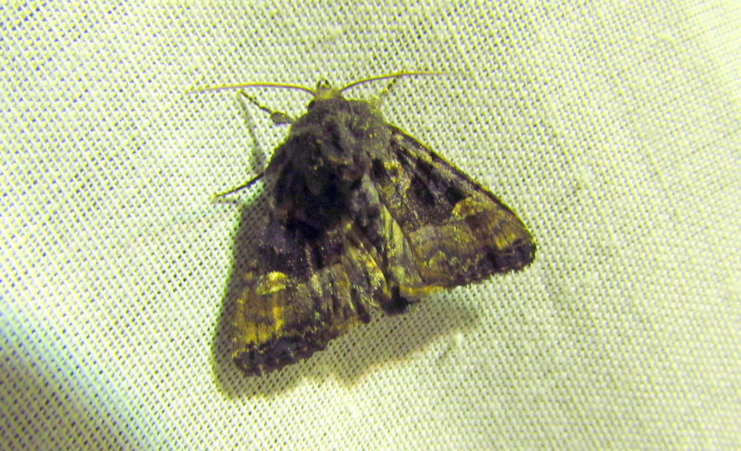 Euplexia lucipara - szeder-csipkésbagoly