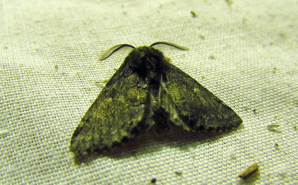Gluphisia crenata - kormos púposszövő