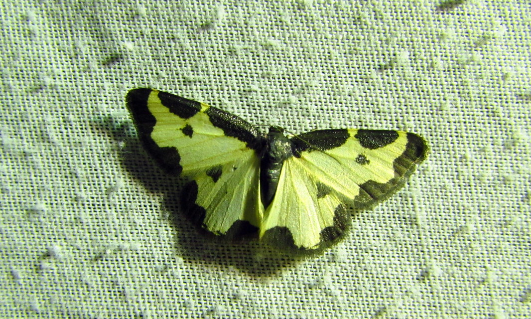 Lomaspilis marginata - szegélyes nyárfaaraszoló