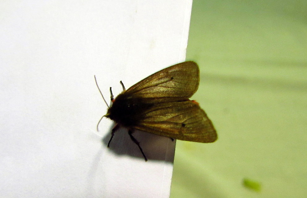Phragmatobia fuliginosa - füstös medvelepke