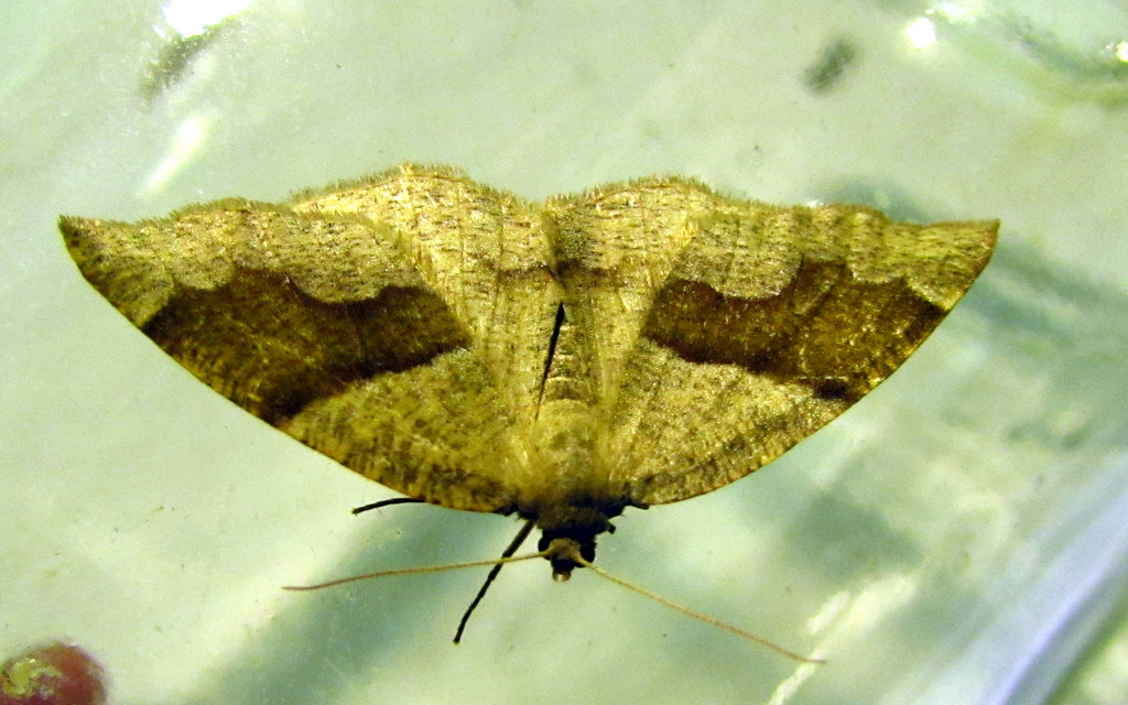 Plagodis pulveraria - szemcsés araszoló