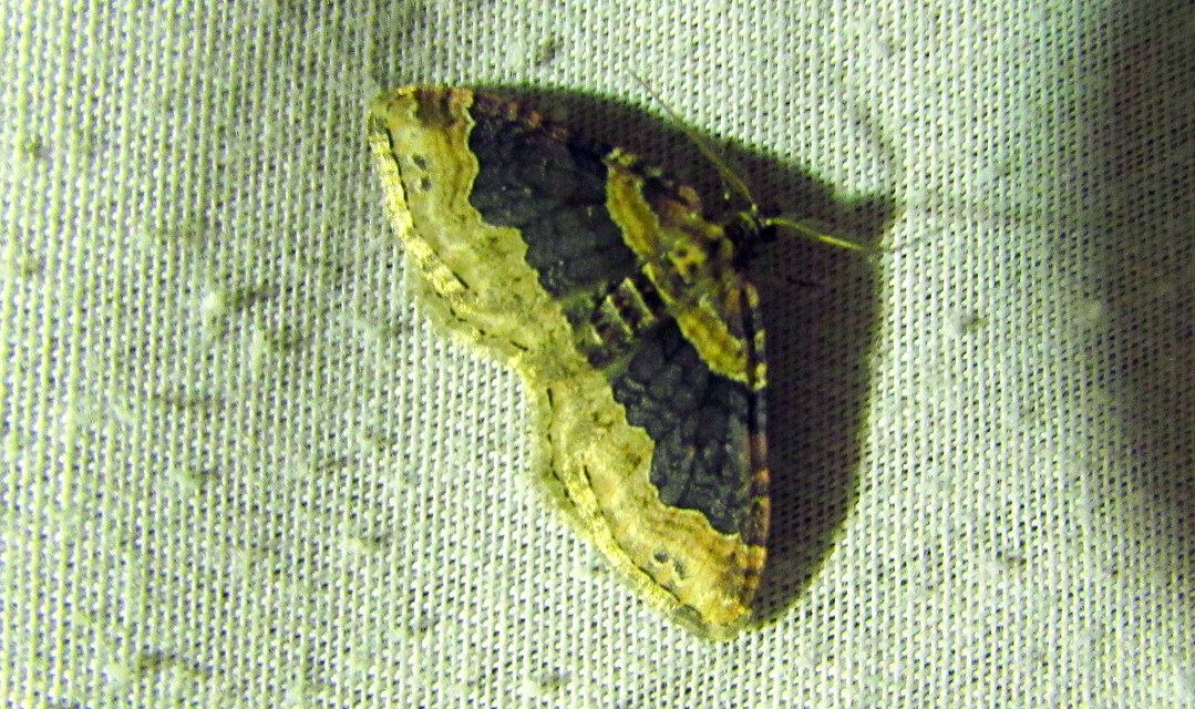 Xanthorhoe ferrugata - kerti tarkaaraszoló