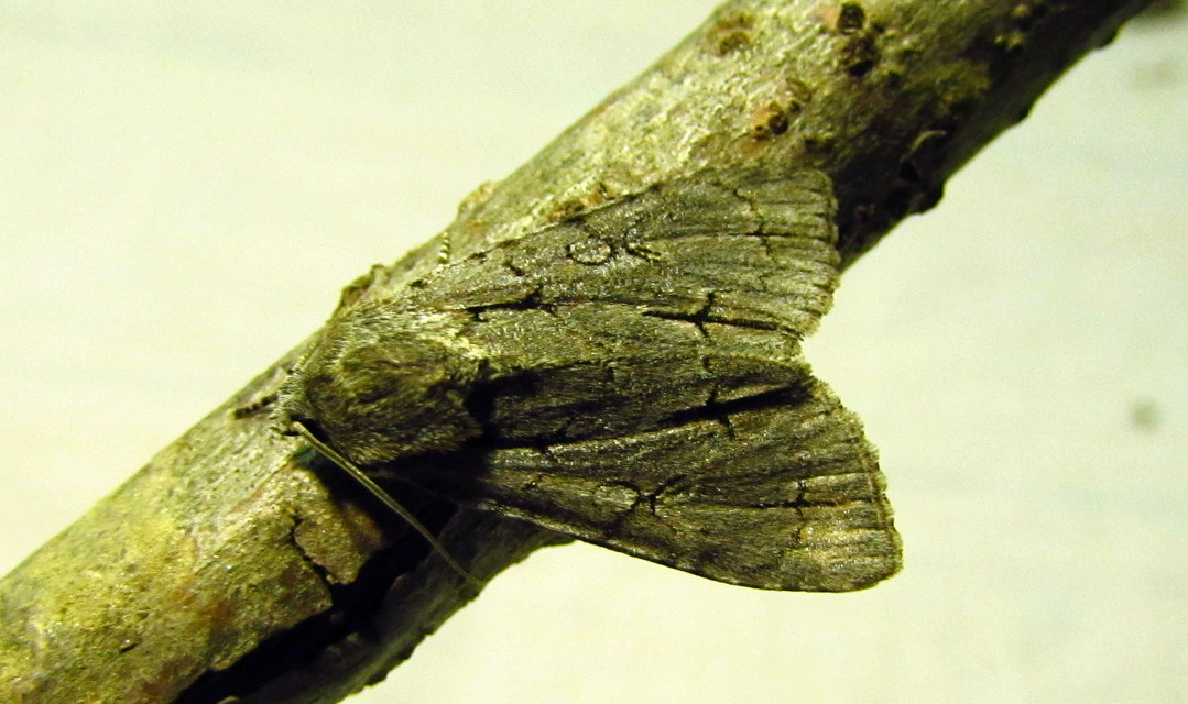 Acronicta psi - pszi-betűs szigonyosbagoly