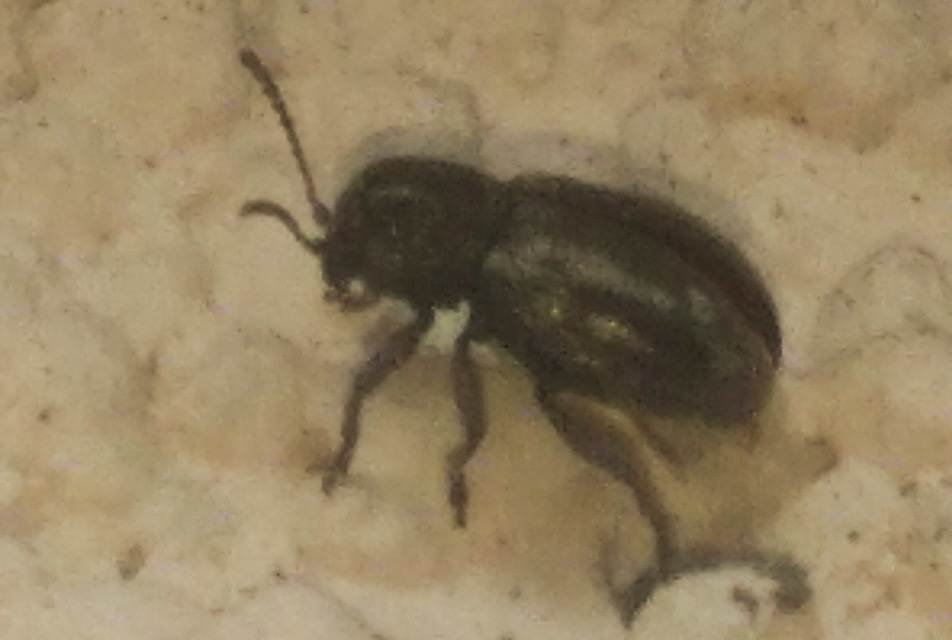 Pachnephorus