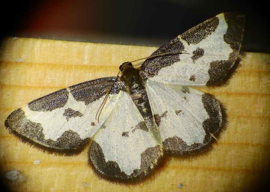 Lomaspilis marginata - szegélyes nyárfaaraszoló