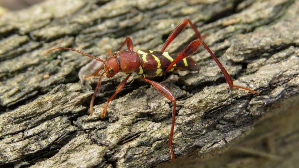Neoclytus acuminatus - amerikai darázscincér
