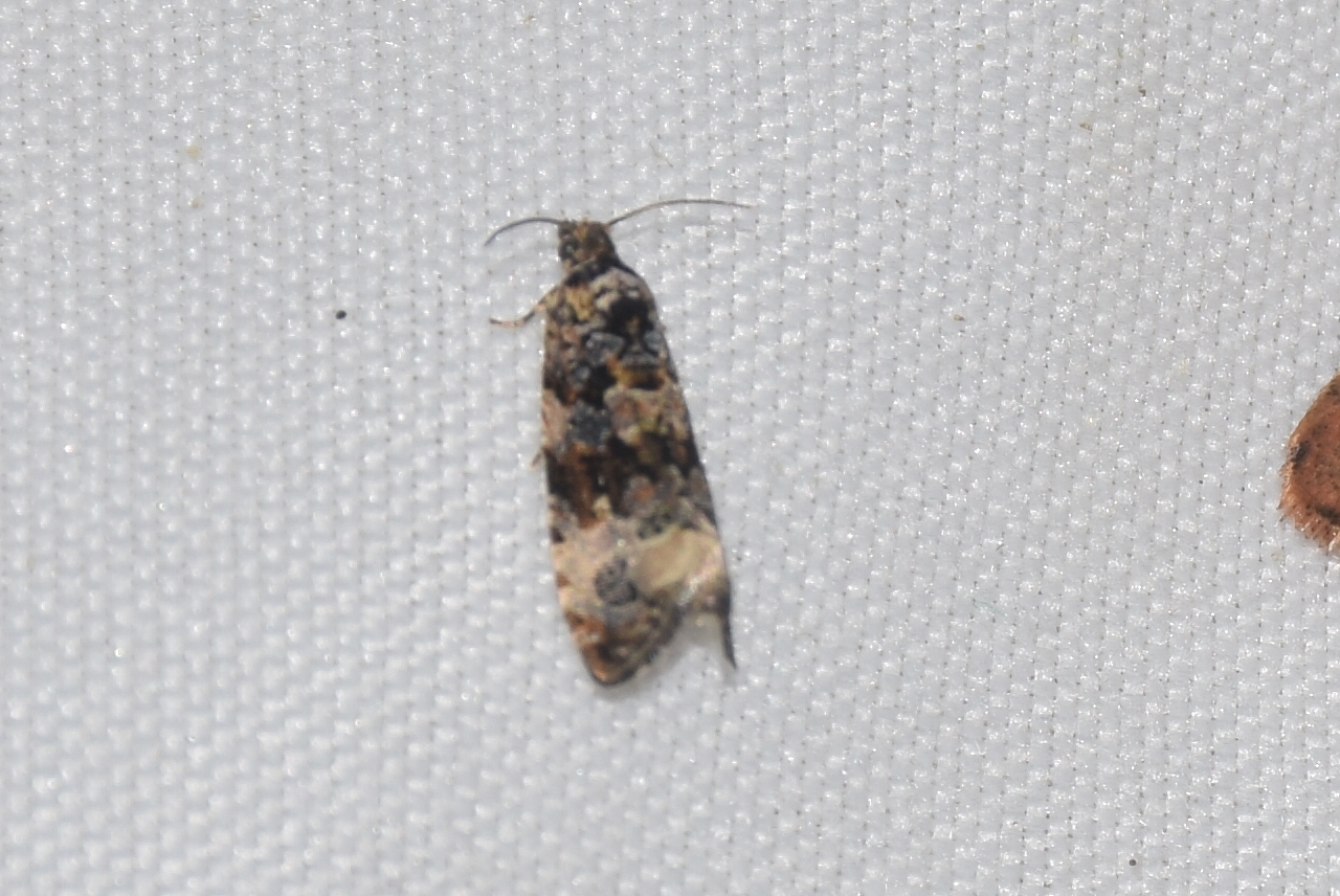 Endothenia marginana - szegélyes tükrösmoly