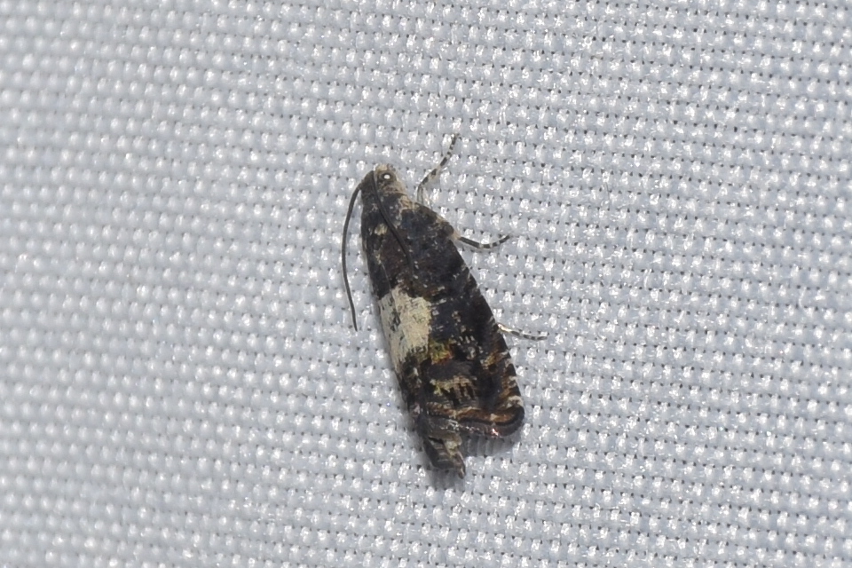Pammene gallicolana - francia gubacsmoly