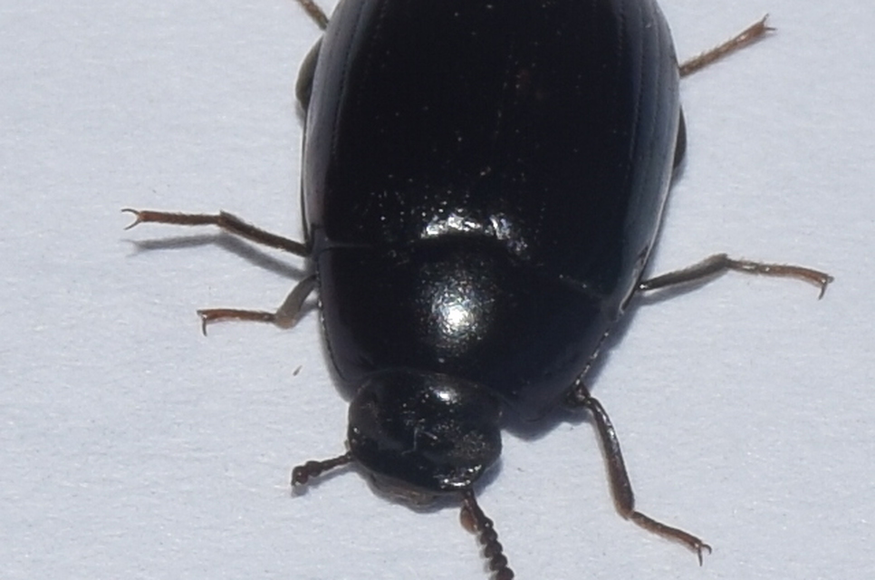 Platydema violaceum - fémkék taplóbogár