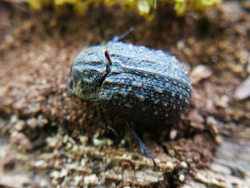 Trox sabulosus - közönséges irhabogár