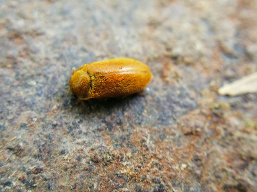 Byturus ochraceus - gyömbérgyökérbogár