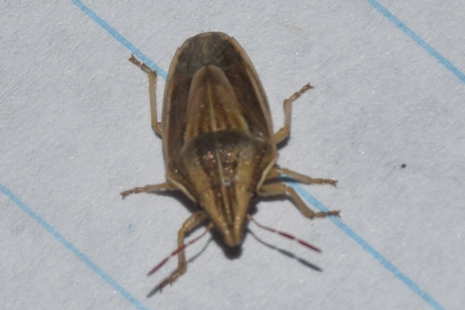 Aelia acuminata - közönséges szipolypoloska Aelia acuminata - közönséges szipolypoloska
