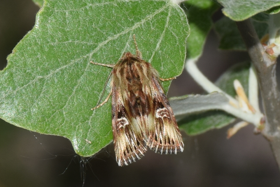 Actinotia radiosa - kis sugarasbagoly
