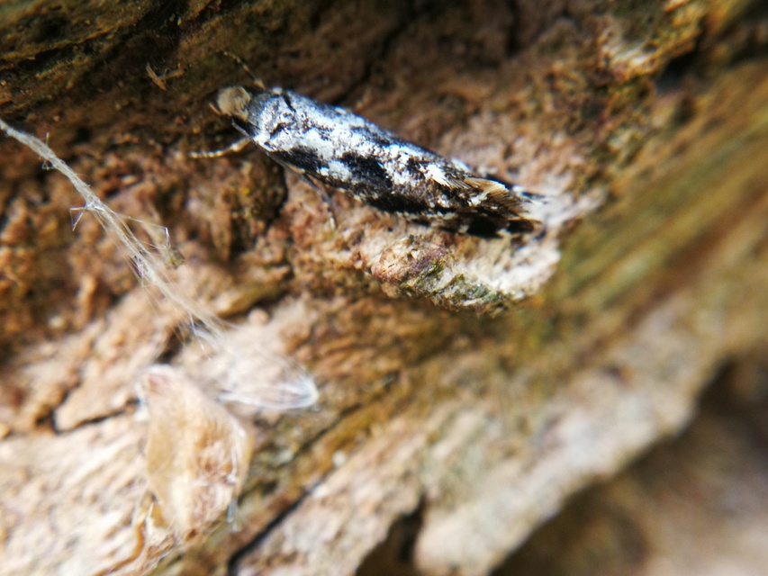 Tineidae - ruhamolyfélék