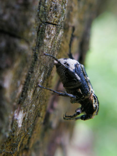 Valgus hemipterus - suta virágbogár