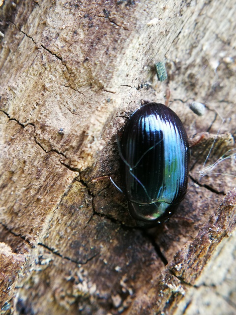 Platydema violaceum - fémkék taplóbogár
