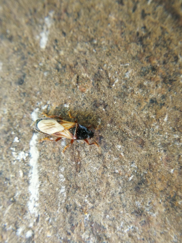 Dimorphopterus blissoides - keleti karcsúbodobács