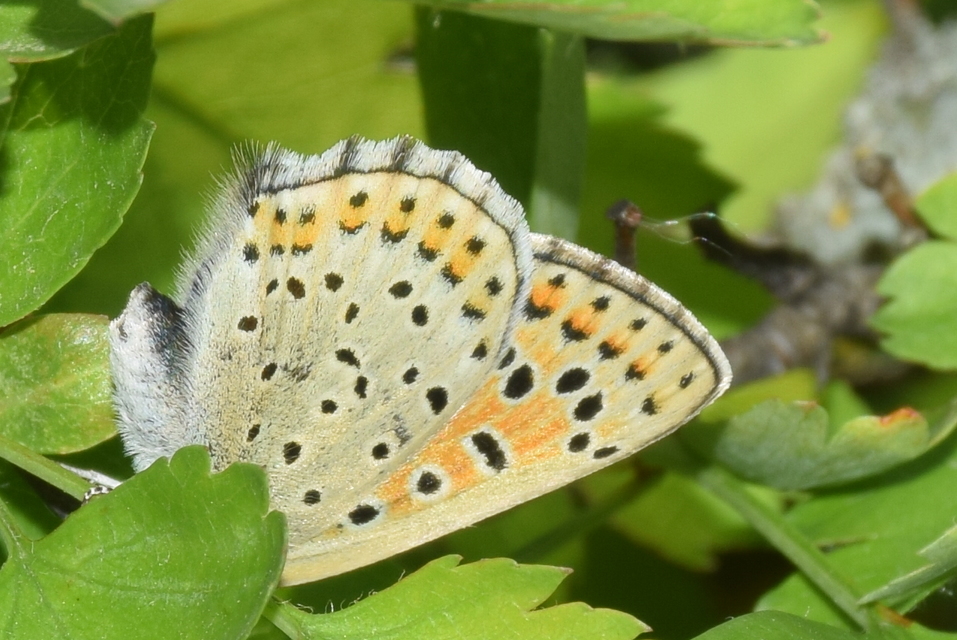 Lycaena tityrus - barna tűzlepke