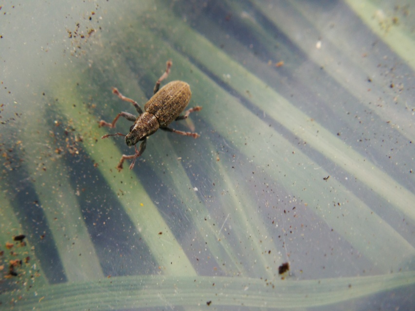 Sitona puncticollis - nagy csipkézőbogár