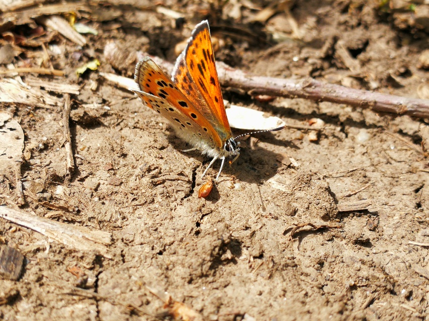 Lycaena thersamon - kis tűzlepke
