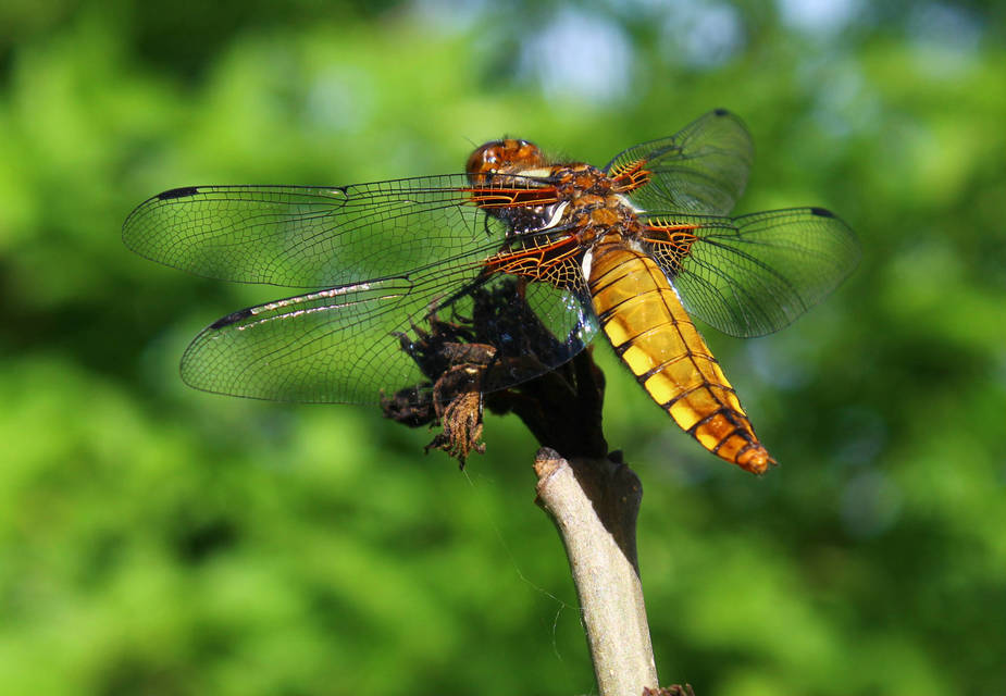 Libellula depressa - széles laposacsa