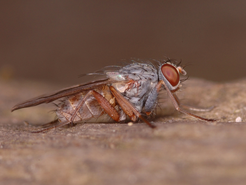 Lispocephala brachialis