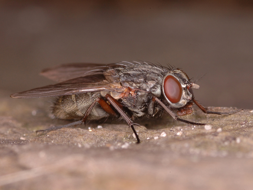 Lispocephala brachialis