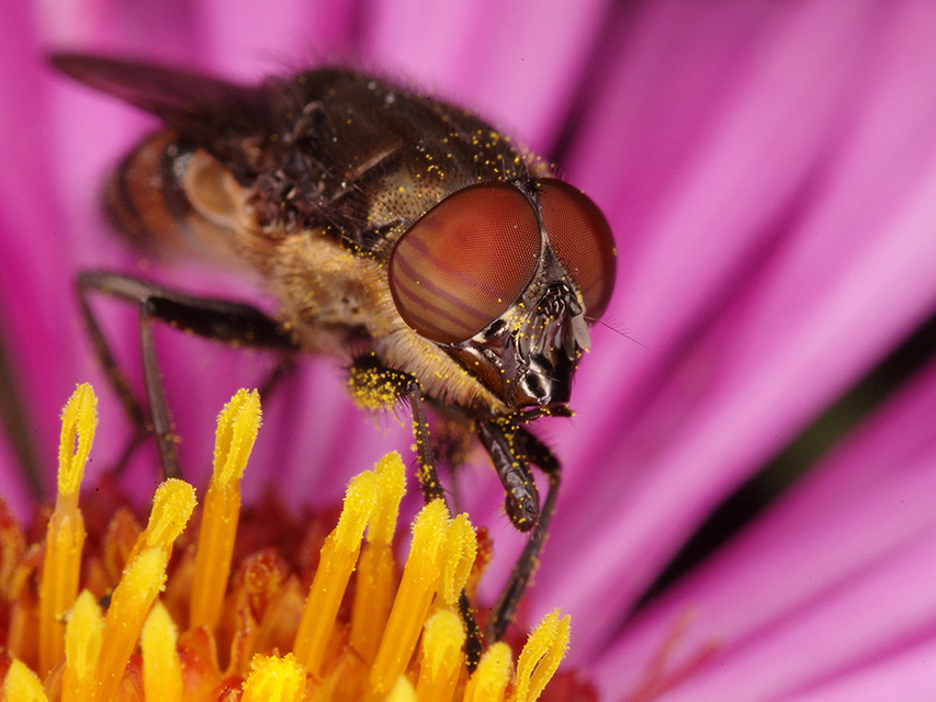Stomorhina lunata - sáskaparazita légy