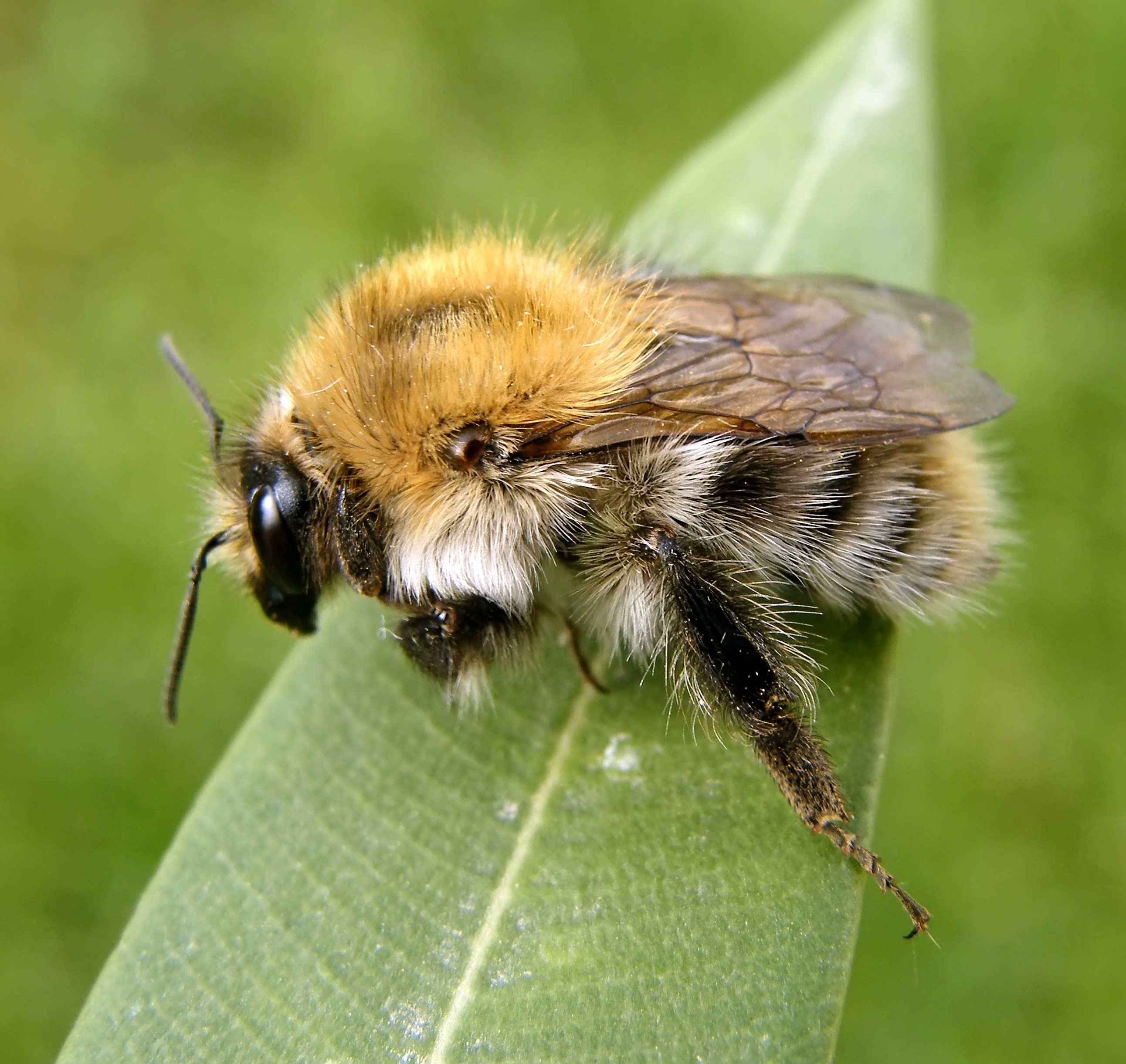 Bombus pascuorum - mezei poszméh
