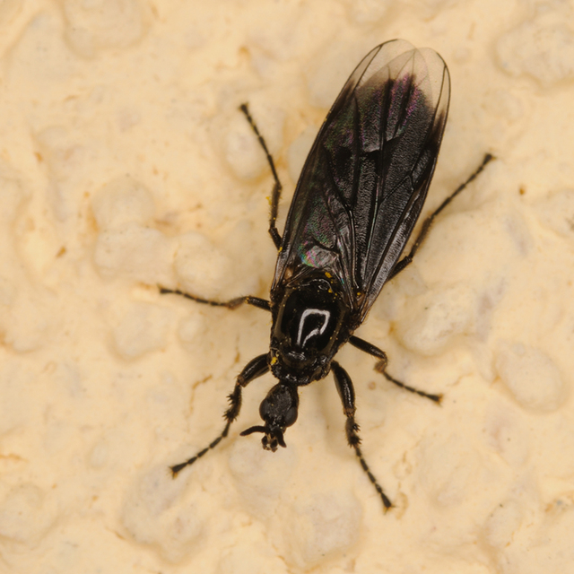 Bibionidae - bársonylegyek