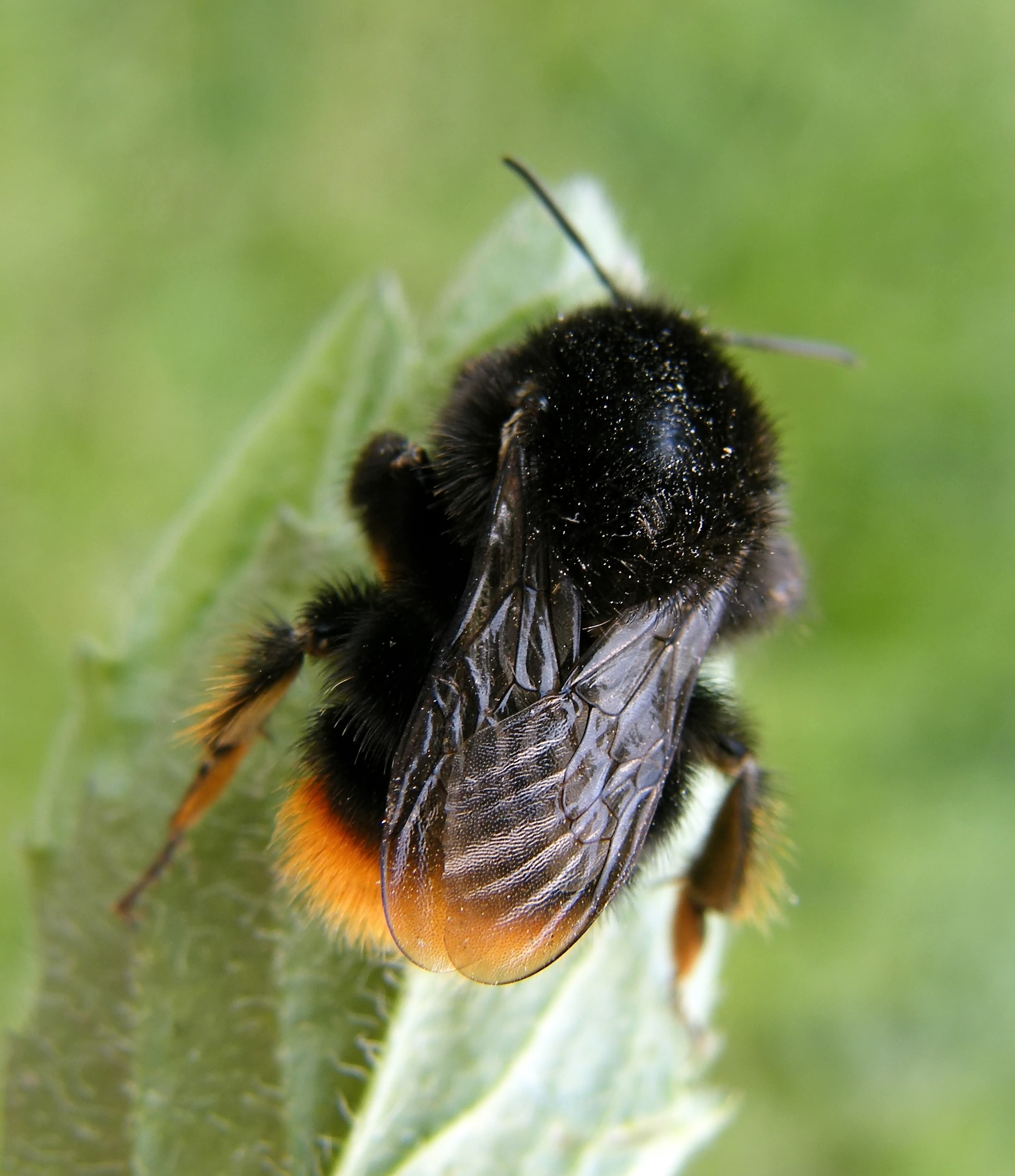 Bombus ruderarius