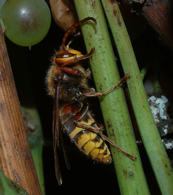 Vespa crabro - lódarázs
