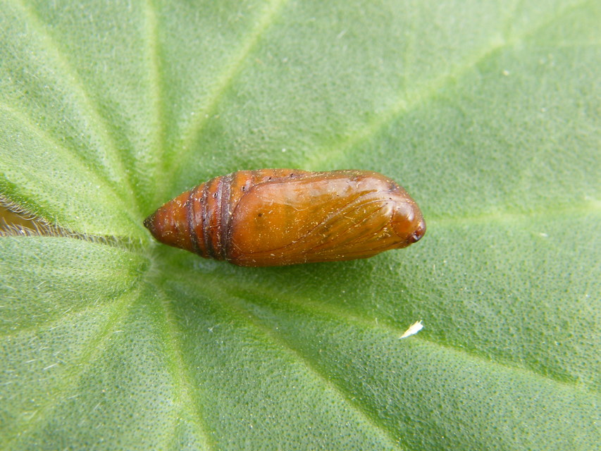 Hadula trifolii - lóherebagoly