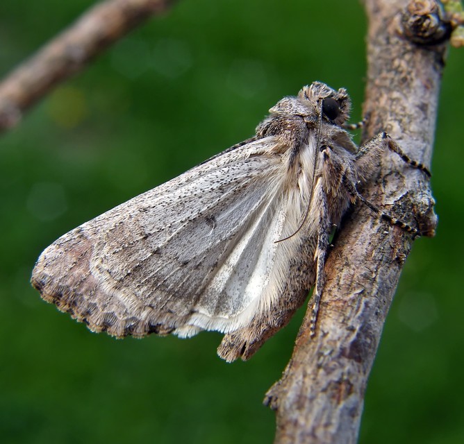 Hadula trifolii - lóherebagoly