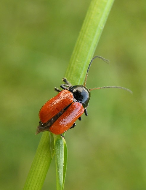 Cryptocephalus coryli - mogyoró-zömökbogár
